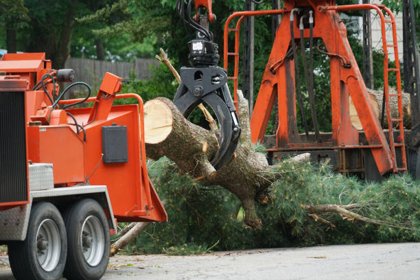 How Our Tree Care Process Works  in Cecil Bishop, PA